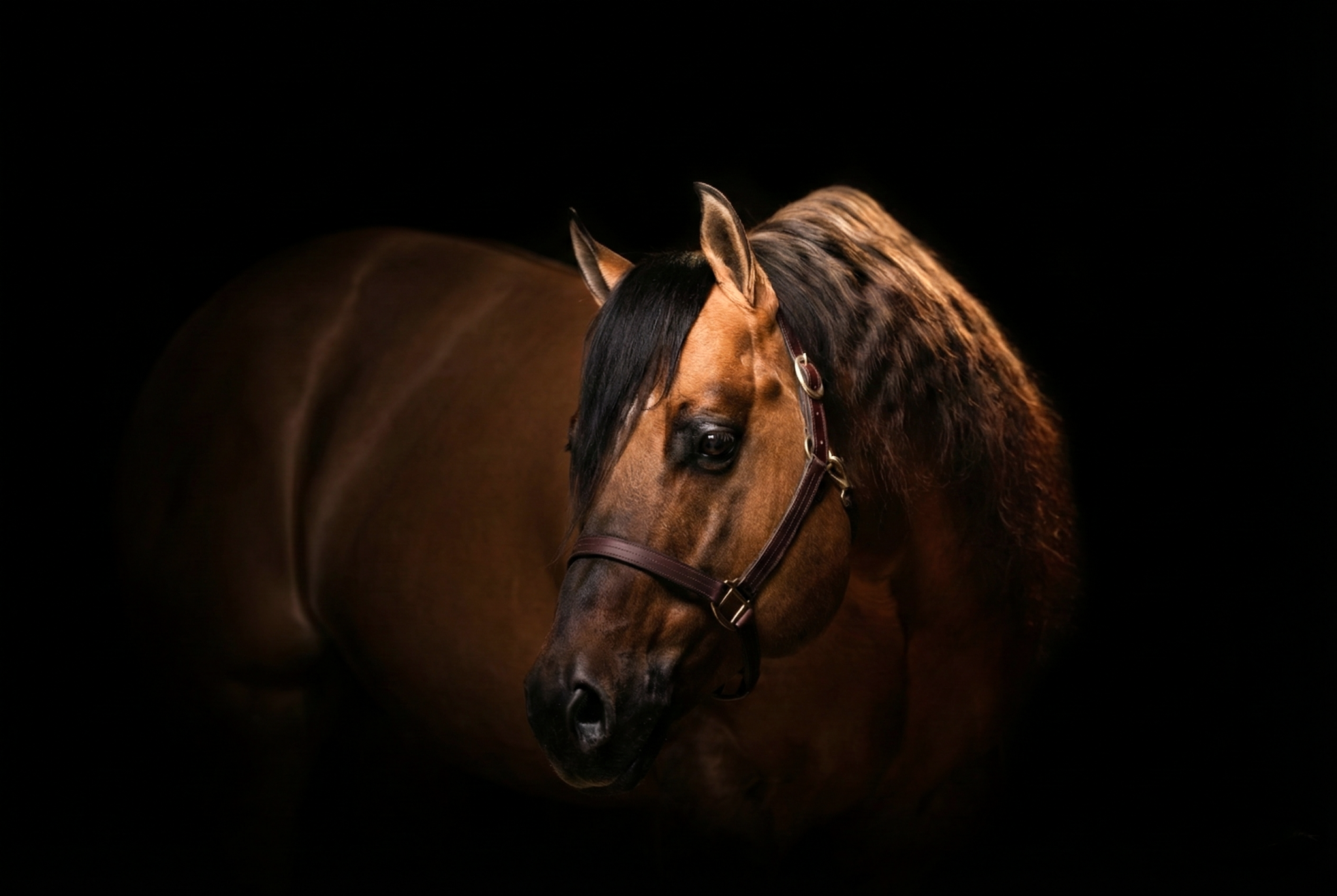 Horse studio portrait on black